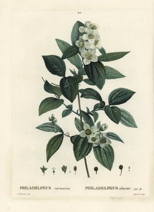 スイートモックオレンジ、イングリッシュハナミズキ、フィラデルフス コロナリウス。パリで出版されたHenri Louis Duhamel du Moncelの『Treat des Trees et Shrustes』に掲載されたPierre-Joseph Redouteの挿絵をもとにTassaertが描いた手彩色のスティプル・エングレーヴィング。 作： Pierre Joseph Redouté