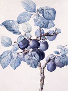 葉にスズメバチ飲料水が入った梅の木の実の枝、 作： Pierre Joseph Redouté
