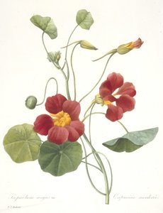 Tropaeolum majus（ガーデンナスタチウム）、1827 作： Pierre Joseph Redouté