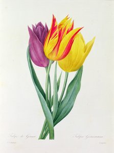 Tulipa Gesneriana (カラー彫刻)