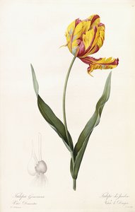Tulipa Gesneriana-庭園のチューリップ 作： Pierre Joseph Redouté