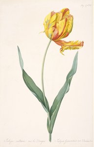 Tulipa Gesneriana var. ドラゴンのオウム チューリップ、1816 年。 作： Pierre Joseph Redouté
