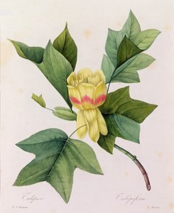 Tulipifera (カラー彫刻)