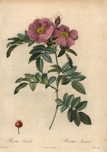 バイオレット バージニアローズ（Rosa virginiana 作： Pierre Joseph Redouté