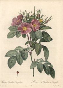 バージニアローズ、ダークフラワー - Pierre Joseph Redoute (1759-1840) が描いたイラストを元にした Eau forte de Langlois、『Les Roses』より 作： Pierre Joseph Redouté