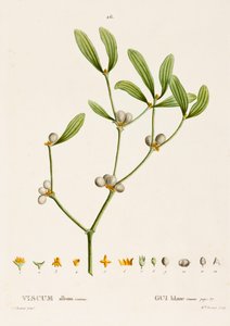 Viscum white L. Mistletoe、c1800-1830。 作： Pierre Joseph Redouté