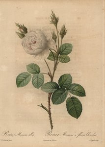 ホワイト・キャベツ・ローズ（Rosa muscosa alba 作： Pierre Joseph Redouté