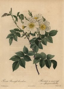 白犬のバラ（Rosa stylosa 作： Pierre Joseph Redouté