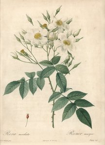 白い花 musque rose - Eau forte de Chapuy（ピエール・ジョセフ・ルドゥー（1759-1840）が描いた『Les Roses』の挿絵をもとにしたもの 作： Pierre Joseph Redouté
