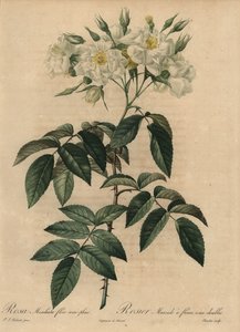 ホワイトムスクローズ（Rosa moschata