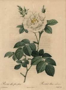 ホワイトローズ、Rosa alba flore pleno、Rosier blanc ordinaire 作： Pierre Joseph Redouté