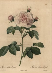 白バラのハイブリッド「ロイヤル」（Rosa alba 作： Pierre Joseph Redouté