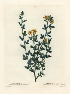 野生のジャスミン（Jasminum fruticans）。パリで出版されたHenri Louis Duhamel du Moncelの『Treat des Arbres et Shrustes』に掲載されたPierre-Joseph Redouteのイラストをもとに、Miss Brenetが手彩色で描いたスティプル・エングレーヴィング。 作： Pierre Joseph Redouté