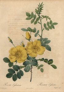 イエローローズ（Rosa eglanteria 作： Pierre Joseph Redouté