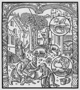 11月、豚を殺し、ドングリ、さそり座を収穫、 &39;Almanach des Bergers&39;からのイラスト、1491年（木版画） 作： Pierre Le Rouge