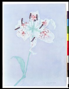 リリー、1921年以降（水彩、鉛筆 作： Piet Mondrian
