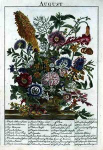ロバート・ファーバー（c.1674-1756）の「The Flower Garden Displayed」より「8月」、ジェームズ・スミスのエングレーヴィング、パブ。1732年（彩色済み彫刻） 作： Pieter (after) Casteels