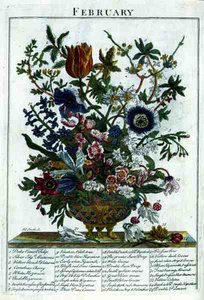 ロバート・ファーバー（c.1674-1756）の「The Flower Garden Displayed」より、2月、ジェームズ・スミスのエングレーヴィング、パブ。1732年（彩色された彫刻）。 作： Pieter (after) Casteels