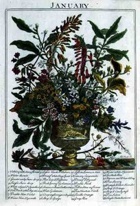 1月、ロバート・ファーバー（c.1674-1756）の「The Flower Garden Displayed」より、ジェームズ・スミスが彫ったもの。1732年（彩色された彫刻）。 作： Pieter (after) Casteels