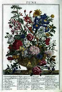 ロバート・ファーバー（c.1674-1756）の「The Flower Garden Displayed」より6月、ジェームズ・スミスのエングレーヴィング、パブ。1732年（彩色された彫刻）。 作： Pieter (after) Casteels