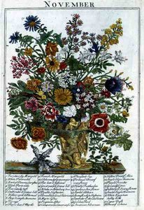 ロバート・ファーバー（c.1674-1756）の「The Flower Garden Displayed」より、11月、ジェームズ・スミスのエングレーヴィング。1732年（彩色済み彫刻） 作： Pieter (after) Casteels