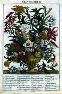 ロバート・ファーバー（c.1674-1756）の「The Flower Garden Displayed」より、1732年に出版されたJames Smithのエングレービングによる9月の作品。1732年（彩色された彫刻）。 作： Pieter (after) Casteels