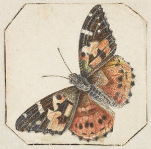 アザミ蝶 (Vanessa cardui) 作： Pieter Barbiers (possibly)