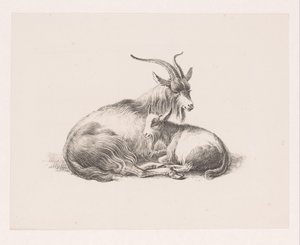 ヤギとヤギ 作： Pieter Bartholomeusz. Barbiers