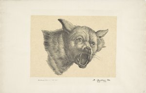 オオカミまたは犬の頭 作： Pieter Bartholomeusz. Barbiers