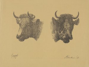 2 つの雄牛の頭 作： Pieter Bartholomeusz. Barbiers