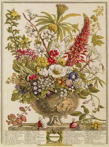 12月、Henry Fletcherによって彫刻されたロバートファーバー（c.1674-1756）の「12か月の花」から（カラー彫刻） 作： Pieter Casteels