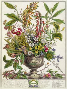 1月、「花の12か月」より、ロバート・ファーバー（c.1674-1756）、ヘンリー・フレッチャー（カラー彫刻）