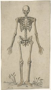 正面から見た男性の骨格 解剖学的研究（シリーズタイトル） 作： Pieter Feddes van Harlingen