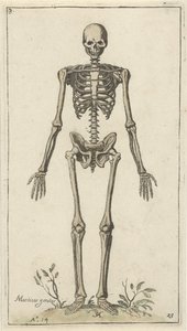 正面から見た男性の骨格 解剖学的研究（シリーズタイトル） 作： Pieter Feddes van Harlingen