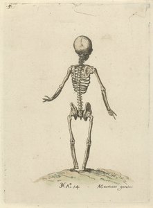 後ろから見た骸骨 解剖学的研究（シリーズタイトル） 作： Pieter Feddes van Harlingen