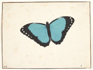 エキゾチックな日の蝶 作： Pieter Holsteijn