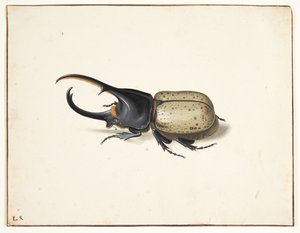 Herkulesbille (dynastes hercules) で 作： Pieter Holsteijn
