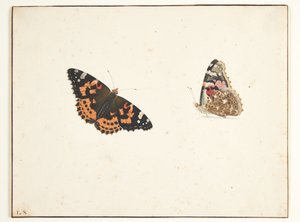 アザミの 2 つの習作 (vanessa cardui l.) 作： Pieter Holsteijn