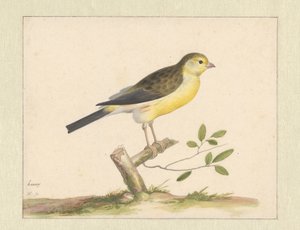 野生のカナリア 作： Pieter Holsteyn (I)