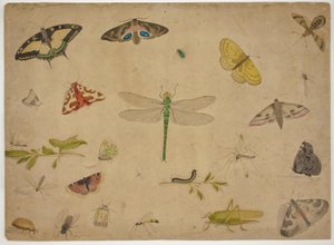 26匹の昆虫 作： Pieter I Holsteijn