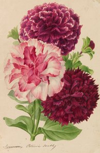 1878～1881年の園芸および樹木栽培の出版物からのオリジナル。 作： Pieter Joseph de Pannemaeker