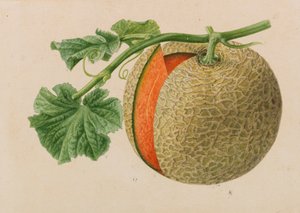 1878～1881年の園芸および樹木栽培の出版物からのオリジナル。 作： Pieter Joseph de Pannemaeker