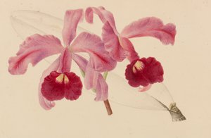 1878～1881年の園芸および樹木栽培の出版物からのオリジナル。 作： Pieter Joseph de Pannemaeker