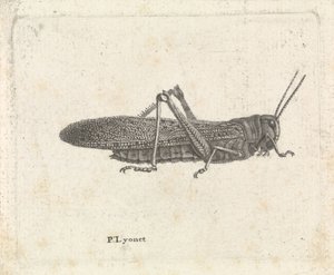 バッタ 作： Pieter Lyonet