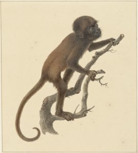 猿 作： Pieter Pietersz. Barbiers