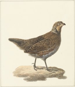 ボブホワイト (Colinus virginianus) 作： Pieter Pietersz. Barbiers