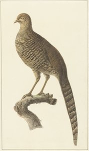 ゴッドファザント、めんどり 作： Pieter Pietersz. Barbiers