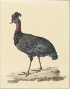 ホロホロチョウ 作： Pieter Pietersz. Barbiers