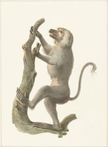マントルヒヒ 作： Pieter Pietersz. Barbiers