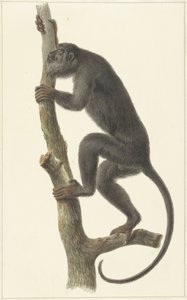 クロホエザル (パラグアイ) 作： Pieter Pietersz. Barbiers